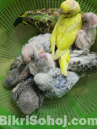 Budgerigar/ বাজরিগার